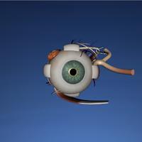 EON 3D Human Eye poster