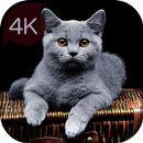 Cat wallpapers Everyday APK