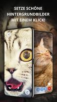 CAT -Hintergrundbilder täglich Plakat