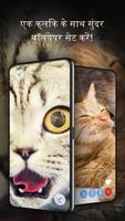 बिल्ली वॉलपेपर रोज पोस्टर