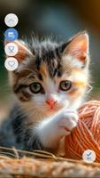 Cat wallpapers Everyday پوسٹر