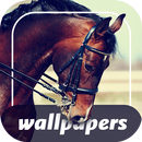 Horses Cool Wallpapers APK