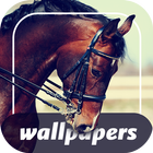 Horses Cool Wallpapers آئیکن