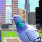 Simulateur Flying Pigeon Bird APK