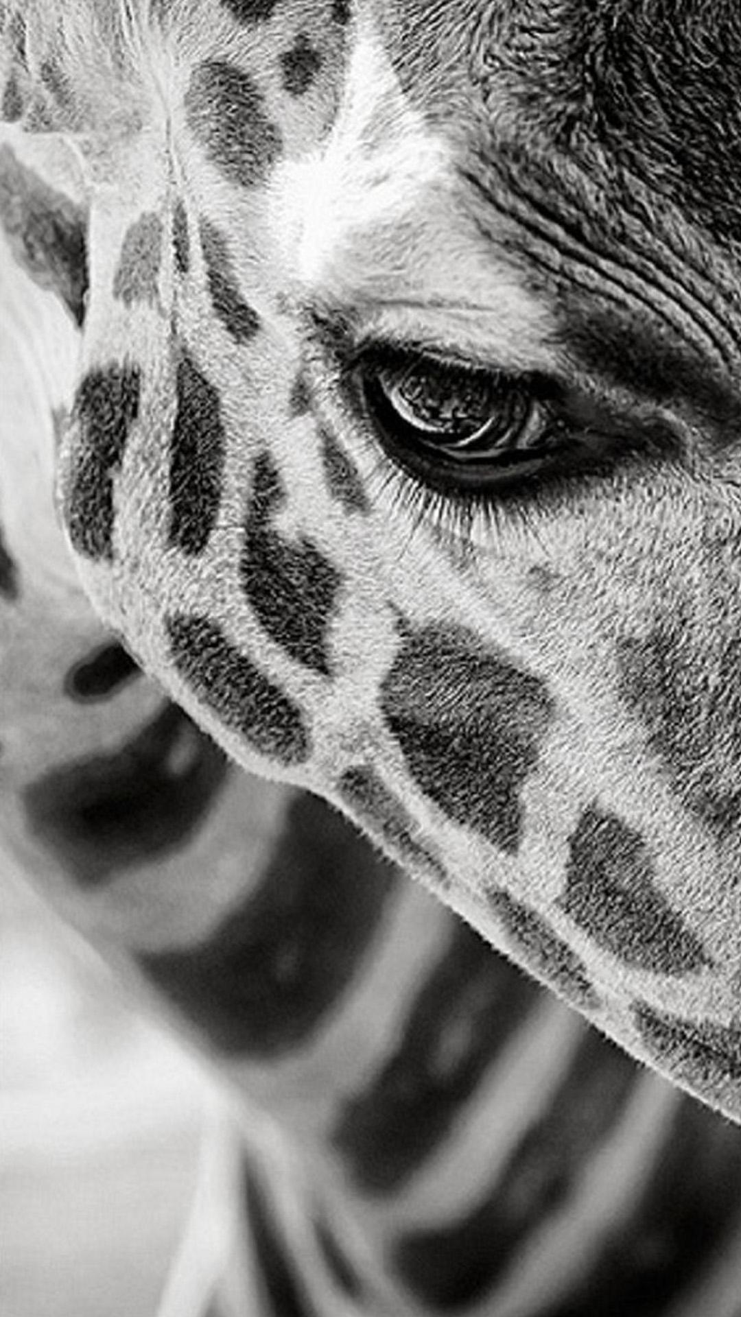 Animal Live Wallpapers APK untuk Unduhan Android