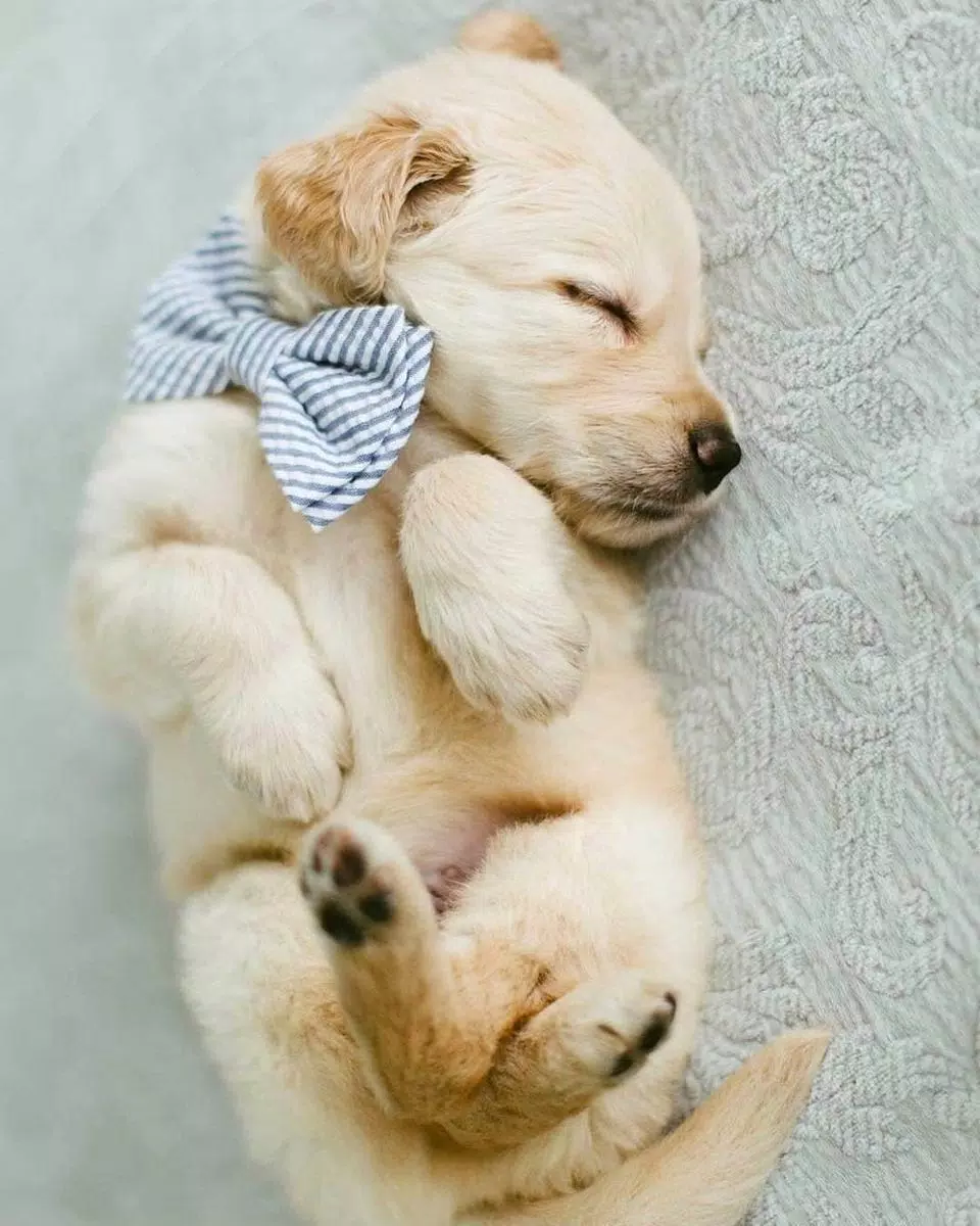 cute baby dog wallpaper