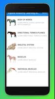 Equine Anatomy Learning Aid (E 포스터