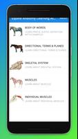 Equine Anatomy Learning Aid (E Affiche