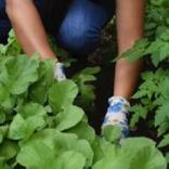 الزراعة المنزلية بدون انترنت