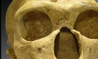 Sapiens الملصق