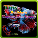 Budidaya Cupang Dan Guppy APK