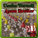 Usaha Ternak Ayam Broiler APK