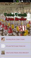 Usaha Ternak Ayam Broiler Poster