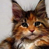 Cute Maine Coon Wallpapers