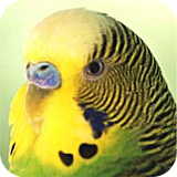 Parrots icon