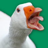 Crazy Goose Simulator APK for Android Download