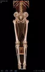 Synapse Mobility (Global) APK download