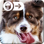 Funny Puppy Little Cute Dog Theme Nice Screen Lock