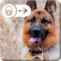 German Shepherd Dog Puppy Them