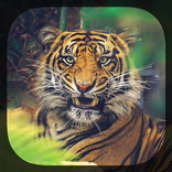 Tiger Live Wallpaper