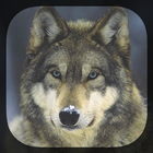 Fondos de Lobos icono