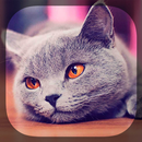 Cute Cats APK