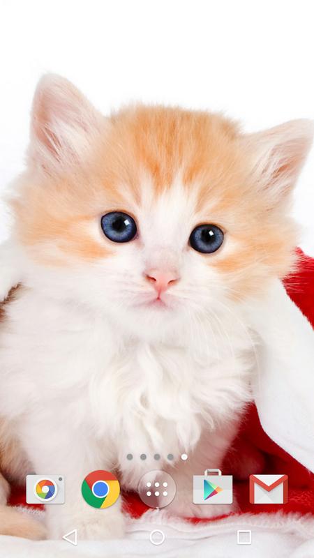 Wallpaper Gambar Kucing Cute - Koleksi Gambar HD