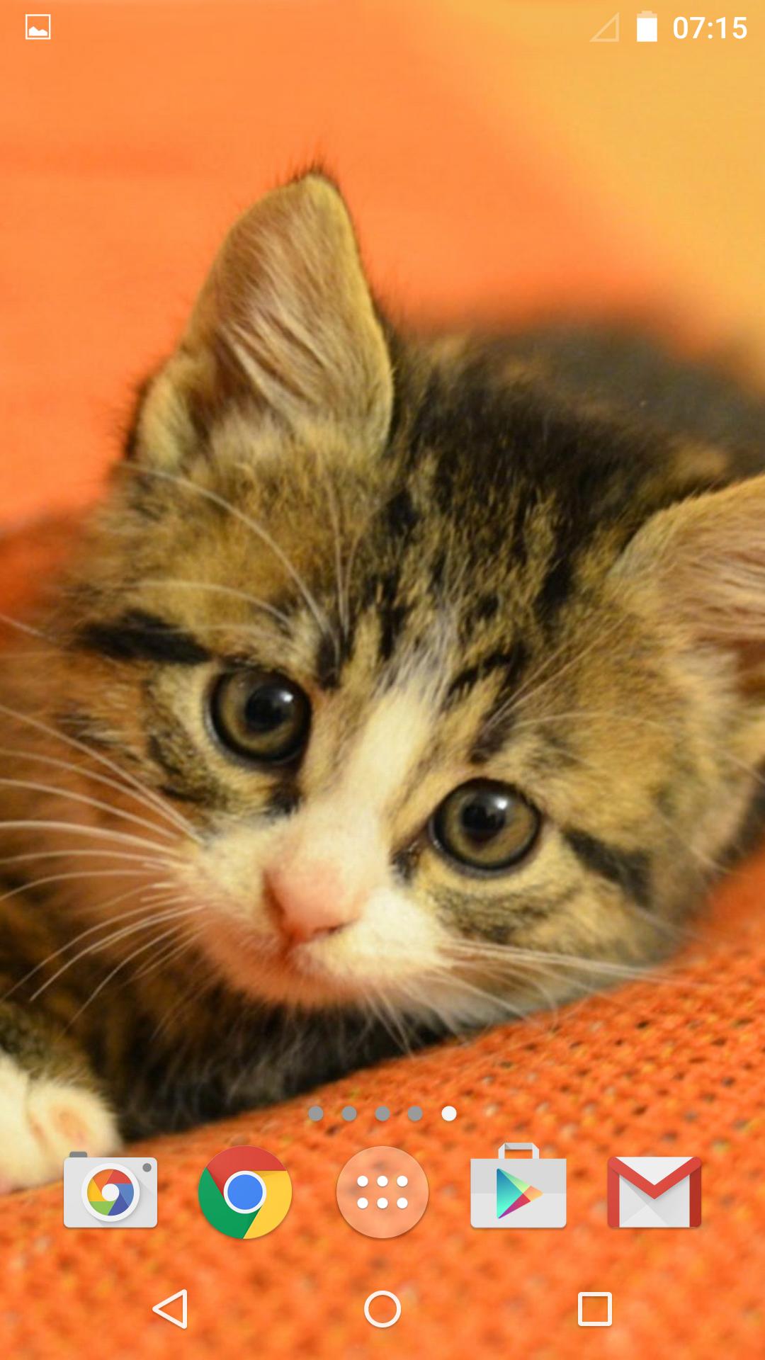 Paling Keren 15+ Unduh Gambar Kucing Lucu