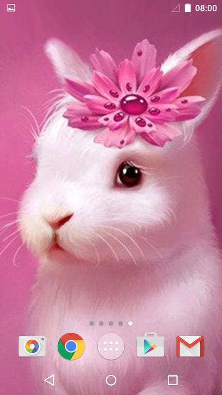 Cute Animals Live Wallpaper For Android Apk Download