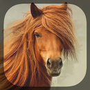 Chevaux Fond d'écran APK