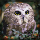 Hibou Fond d'écran icône