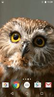 Owl Live Wallpaper syot layar 2
