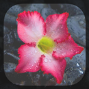 Spring Live Wallpaper APK