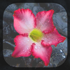 Spring Live Wallpaper icon