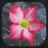 Spring Live Wallpaper APK