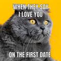 Cat Memes Stickers WASticker