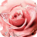 Pink Flower Nice Love Roses Theme APK