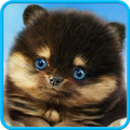 Cute puppy live wallpaper