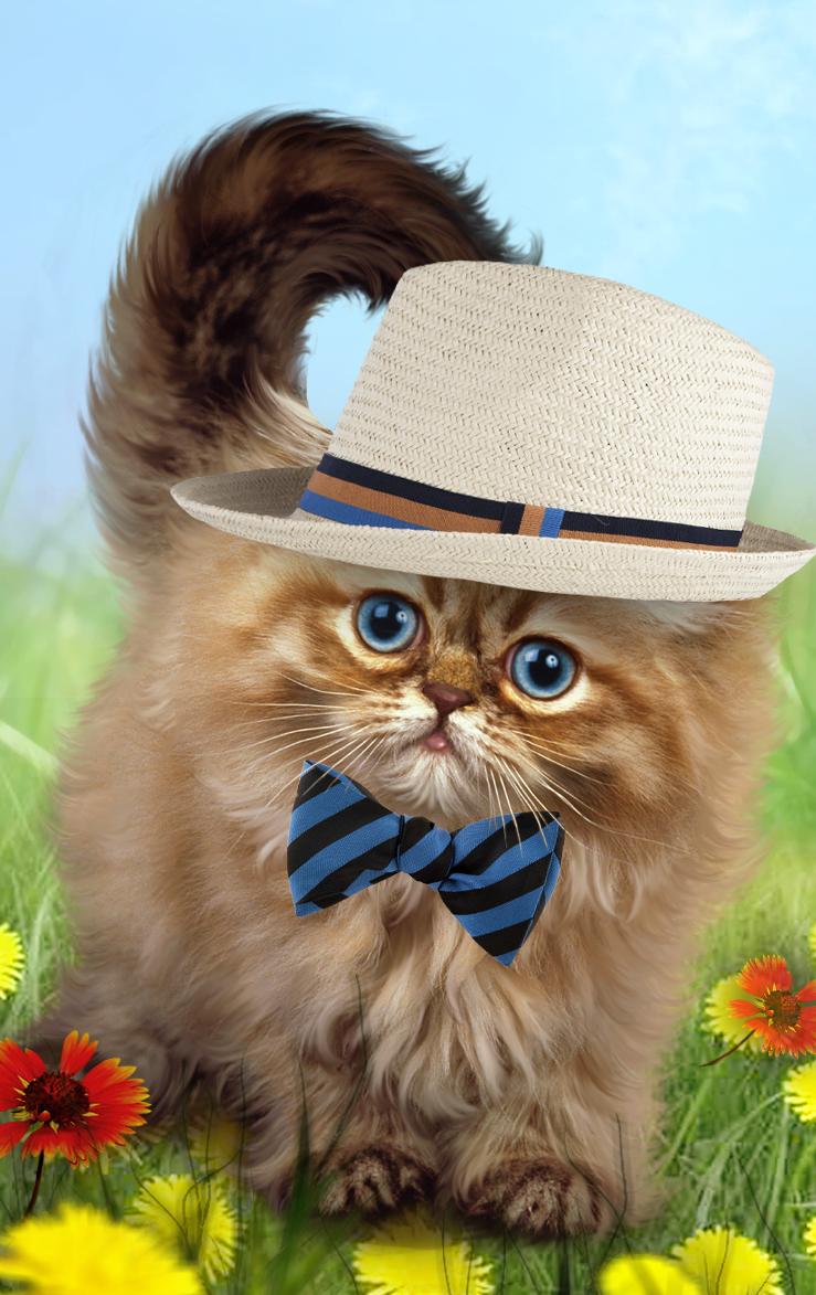 Кошечки живые. Котенок в шляпе. Живые котята. Красивый котик в шляпке. Кот в праздничной шляпе.
