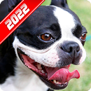 Foto de Boston Terrier APK
