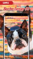 Boston Terrier Wallpaper screenshot 2