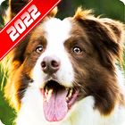 Border Collie Wallpaper biểu tượng