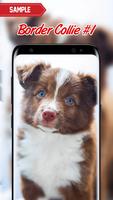 Border Collie Wallpaper পোস্টার