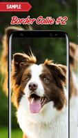 Border Collie Wallpaper اسکرین شاٹ 1