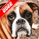 Boxer Dog Wallpaper APK