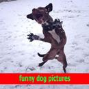 funny dog pictures ideas APK