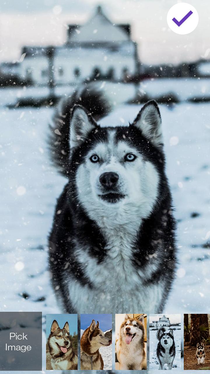 Beautiful Cute Husky Puppy Lockscreen For Android Apk Download - cute husky roblox