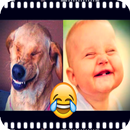 Funny Videos Free laughs APK