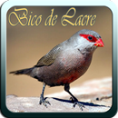 Canto Bico de Lacre APK