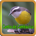 Canto de Cambacica Mp3